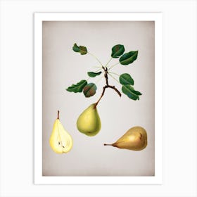 Vintage Pear Botanical on Parchment n.0928 Art Print