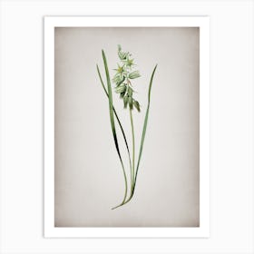 Vintage Drooping Star of Bethlehem Botanical on Parchment n.0354 Art Print