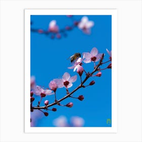 Bee On A Cherry Blossom 20220228 70ppub Art Print