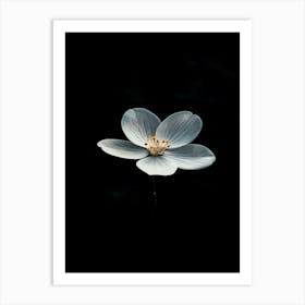 White Flower On A Black Background 2 Art Print