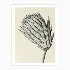 Proteas Vintage Botanical 2 Flower Art Print