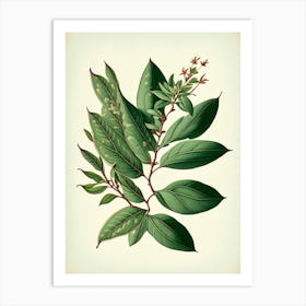 Wax Myrtle Leaf Vintage Botanical 2 Art Print