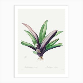 Tradescantia Discolor (1802–1816) By Pierre Joseph Redouté Poster