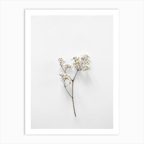 White Blossom Beauty Art Print
