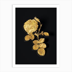 Vintage White Rose of York Botanical in Gold on Black n.0096 Art Print