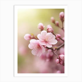 Cherry Blossoms 37 Art Print