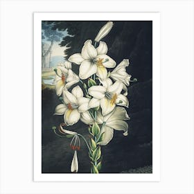 Vintage Thornton 2 White Lily Art Print