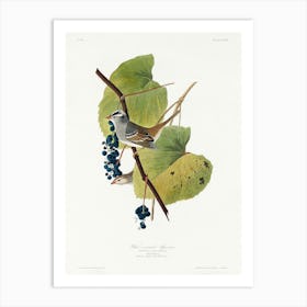 White Crowned Sparrow, Birds Of America, John James Audubon Art Print
