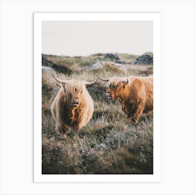 Highland Cow Scenery Art Print