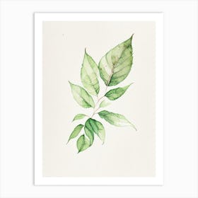 Tulsi Leaf Minimalist Watercolour 1 Art Print