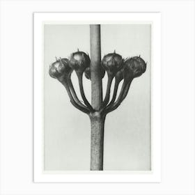 Japanese Primrose, Karl Blossfeldt Art Print