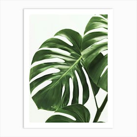 Monstera Leaf Art Print