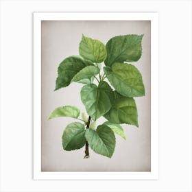 Vintage White Mulberry Plant Botanical on Parchment n.0730 Art Print