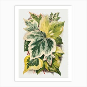 Ivy11 Art Print