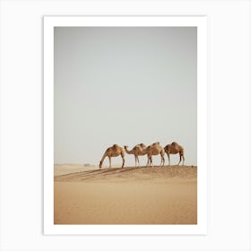 Caravan of Camels One eating- Al Wathba Abu Dhabi UAE photo print - moody animal photography art Art Print Art Print