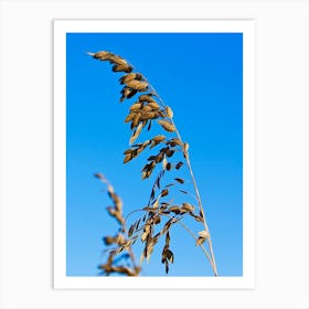 Sea Oats In The Wind Art Print