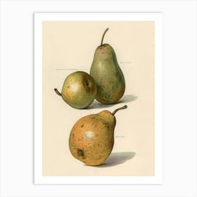 Vintage Illustration Of Beurre Dance, Beurre Diel, Summer Beurre D Aremberg Pears, John Wright Art Print