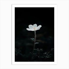 White Flower In The Dark 1 Art Print