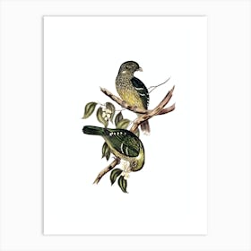 Vintage Cat Bird Bird Illustration on Pure White n.0081 Art Print