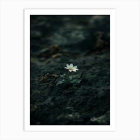 Single Flower In The Dark 77 Art Print