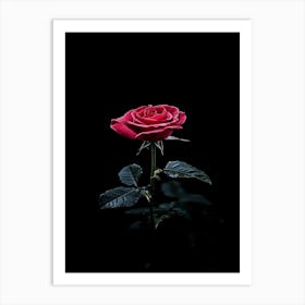 Red Rose On Black Background 43 Art Print