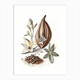 Black Cardamom Spices And Herbs Pencil Illustration 4 Art Print