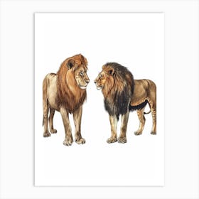 Barbary Lion Interaction Clipart 3 Art Print