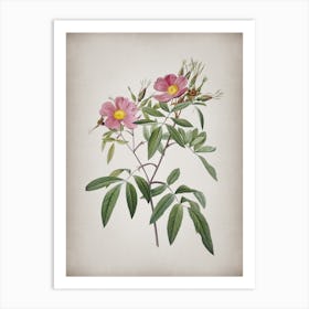 Vintage Pink Swamp Roses Botanical on Parchment n.0393 Art Print