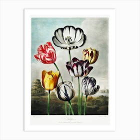 Tulips From The Temple Of Flora (1807), Robert John Thornton Art Print