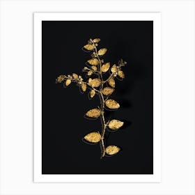 Vintage Christ's Thorn Botanical in Gold on Black Art Print