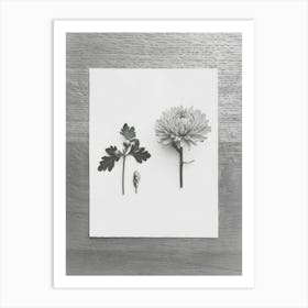 Chrysanthemum Flower Photo Collage 2 Art Print