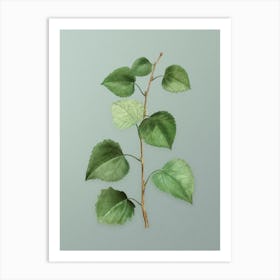 Vintage Quaking Aspen Botanical Art on Mint Green n.0434 Art Print