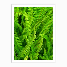 Green ferns Art Print