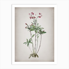 Vintage Lily of the Incas Botanical on Parchment n.0608 Art Print