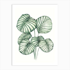 Calathea Orbifolia Art Print