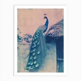 Vintage Photograph Of A Peacock On A Wall By A Barn Art Print