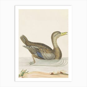 Vintage Mallard Duck 1 Art Print