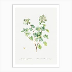 Sedum Populifolium, Pierre Joseph Redoute Art Print