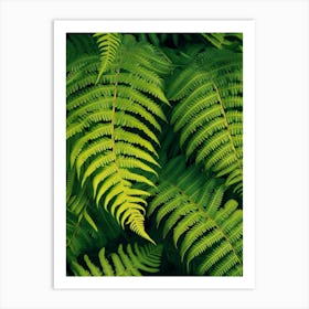 Pattern Poster Australian Tree Fern 2 Art Print