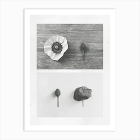 Poppy Flower Photo Collage 1 Art Print