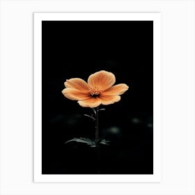 Orange Flower 11 Art Print