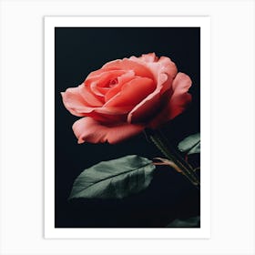 Pink Rose On Black Background 81 Art Print