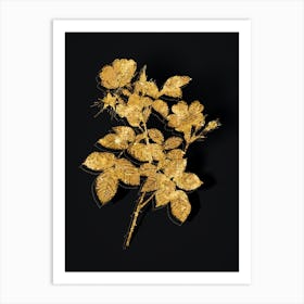 Vintage Short Styled Field Rose Botanical in Gold on Black n.0135 Art Print