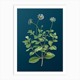Vintage Blue Marguerite Plant Botanical Art on Teal Blue Art Print