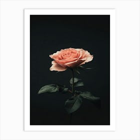 Pink Rose On Black Background 21 Art Print