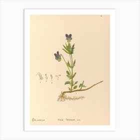 Viola Thyme Art Print