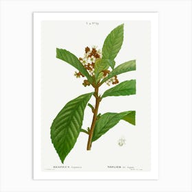 Loquat, Pierre Joseph Redoute Art Print