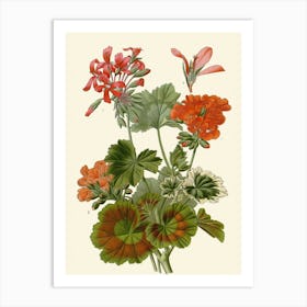 Geraniums 7 Art Print