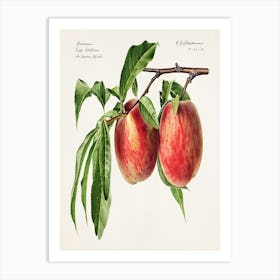 Two Peaches On A Branch Art Print