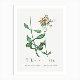 Kalanchoe Aegyptiaca, Pierre Joseph Redoute Art Print